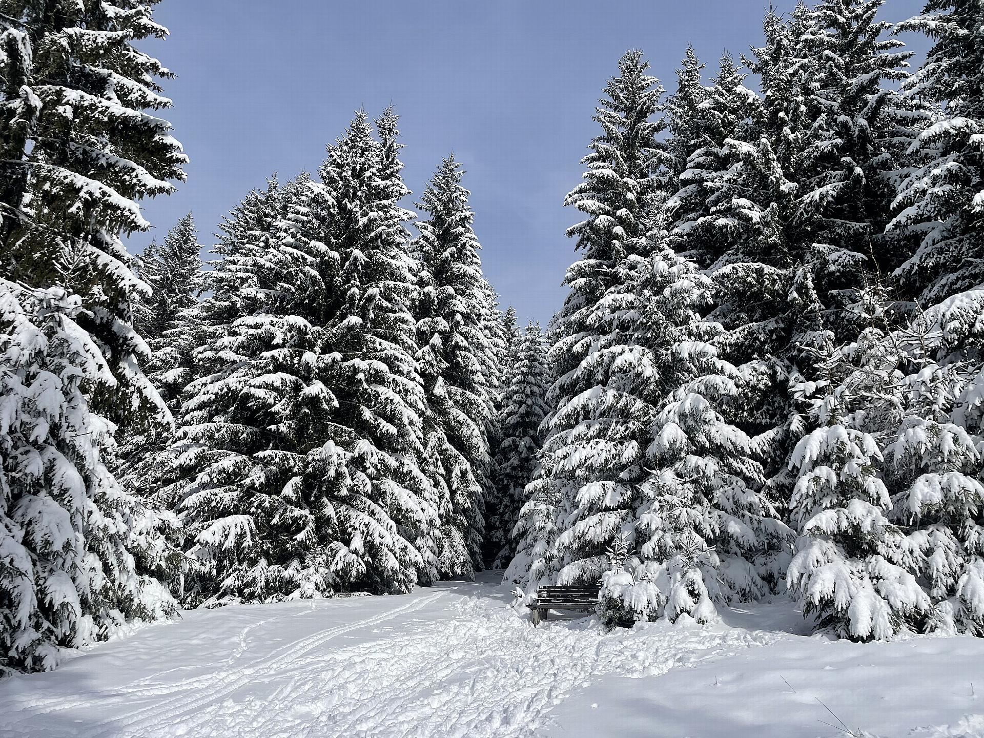 Deeply snow-covered firs in the Eastern Ore Mountains