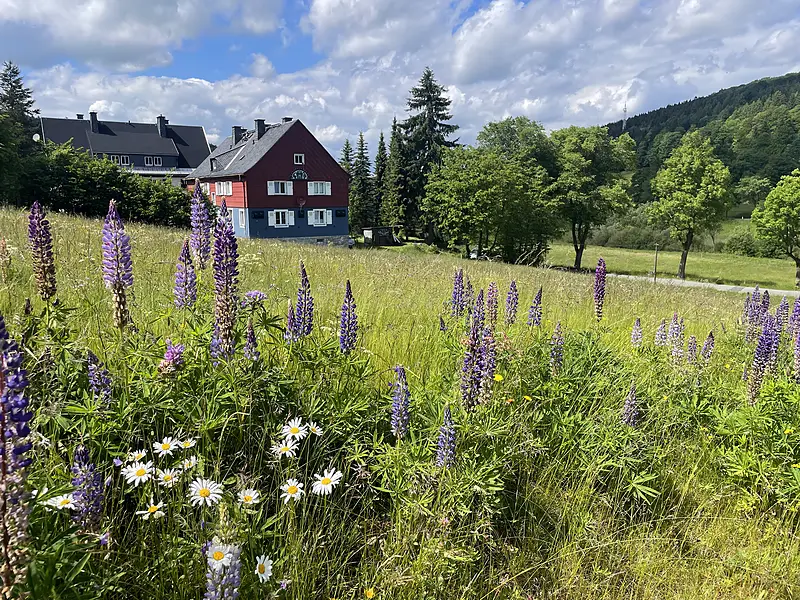 Umgebung Sommer Lupinenwiese Rehefeld 800w – Ferienwohnungen Rehefeld-Zaunhaus