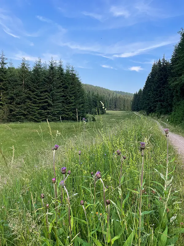 Umgebung Sommer Wiesenpfad Blumen 800w – Ferienwohnungen Rehefeld-Zaunhaus