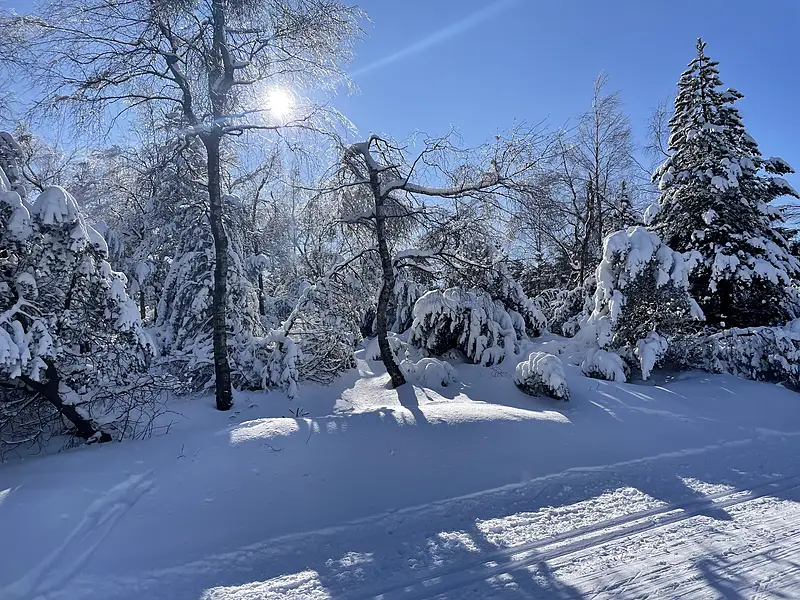 Umgebung Winter Baeume Raureif 800w – Ferienwohnungen Rehefeld-Zaunhaus
