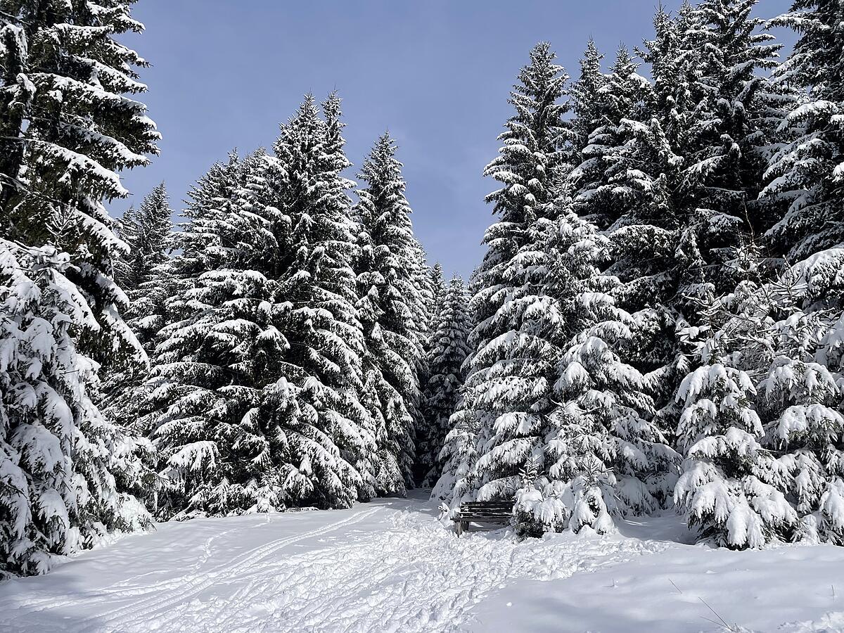 Tief verschneite Tannen im Osterzgebirge